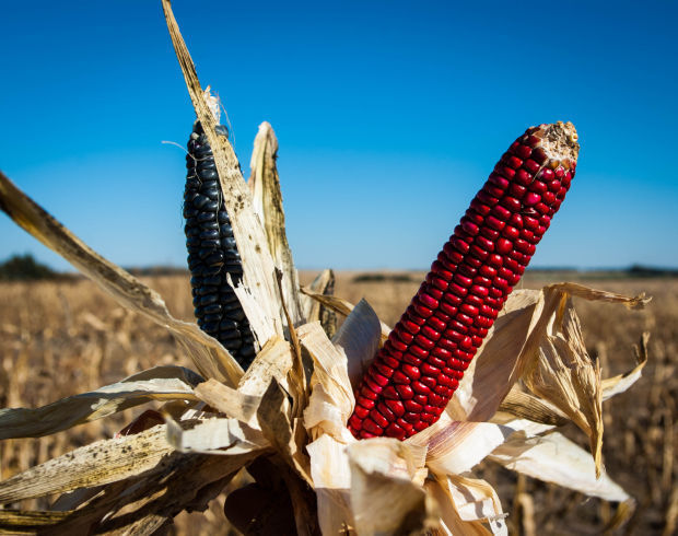 Ponca corn